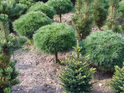 Pinus strobus Horsford