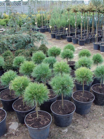 Pinus strobus Horsford