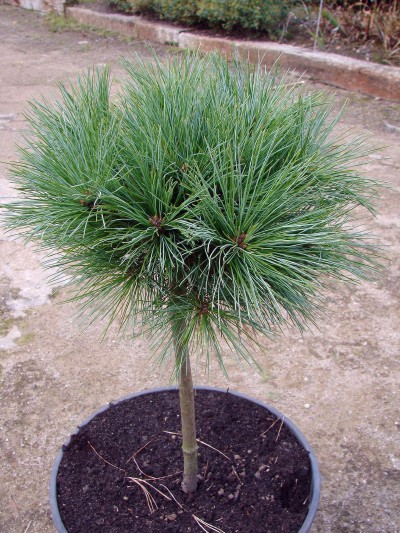 Pinus strobus Horsford