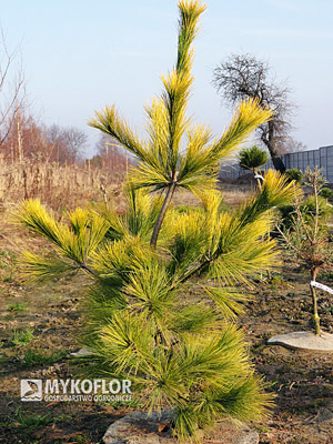 Pinus strobus Louie