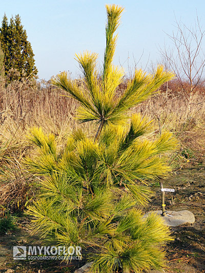 Pinus strobus Louie