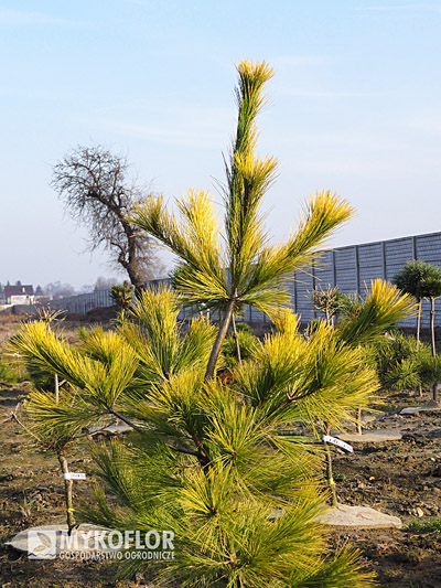 Pinus strobus Louie