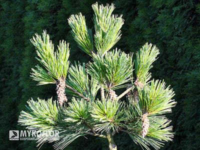 Pinus strobus Macopin