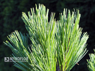 Pinus strobus Macopin