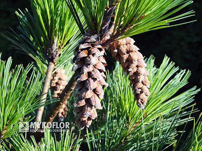 Pinus strobus Macopin