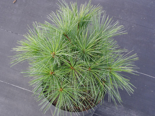 Pinus strobus Minima