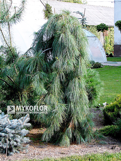 Pinus strobus Pendula