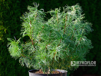 Pinus strobus Tiny Kurls – przykładowy materiał oferowany do sprzedaży