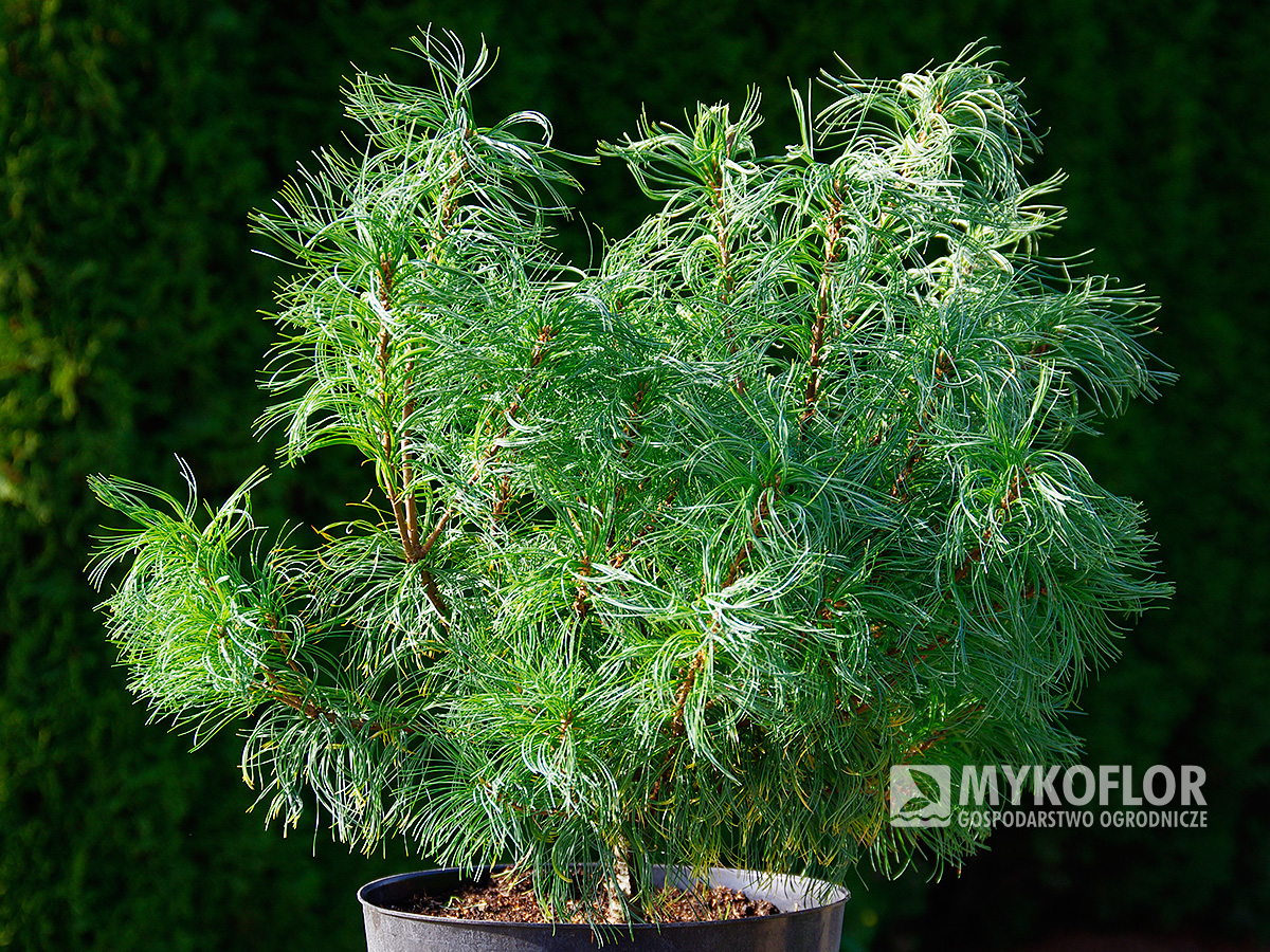 Pinus strobus Tiny Kurls – przykładowy materiał oferowany do sprzedaży