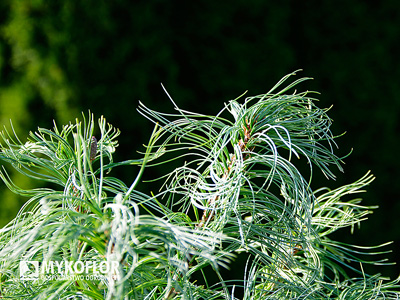 Pinus strobus Tiny Kurls – zbliżenie igieł