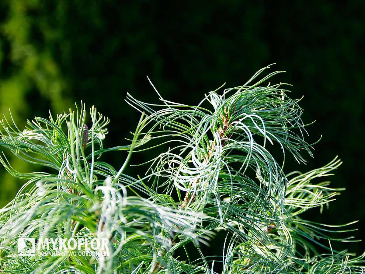 Pinus strobus Tiny Kurls – zbliżenie igieł