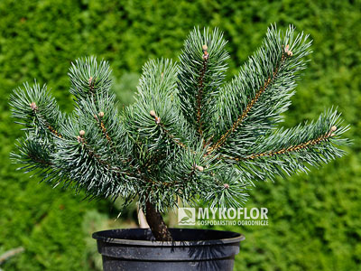 Pinus sylvestris Albyns – przykładowy materiał oferowany do sprzedaży