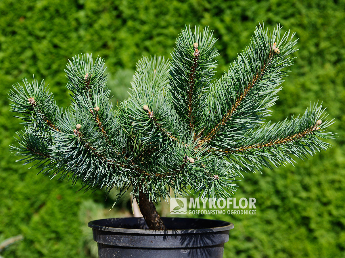 Pinus sylvestris Albyns – przykładowy materiał oferowany do sprzedaży