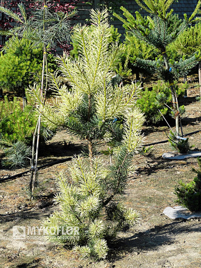 Pinus sylvestris Argentea