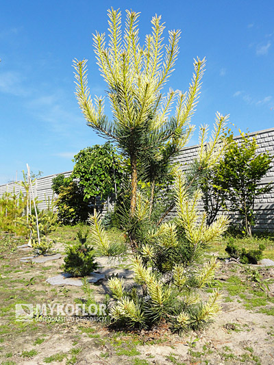 Pinus sylvestris Argentea