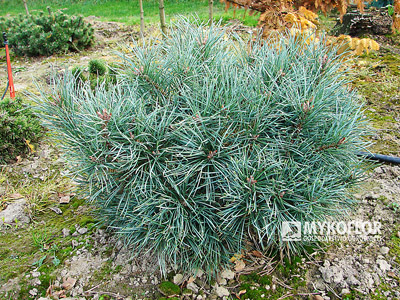 Pinus sylvestris Chantry Blue