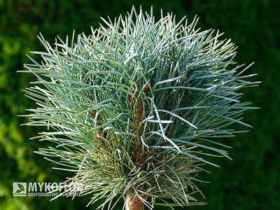 Pinus sylvestris Chantry Blue