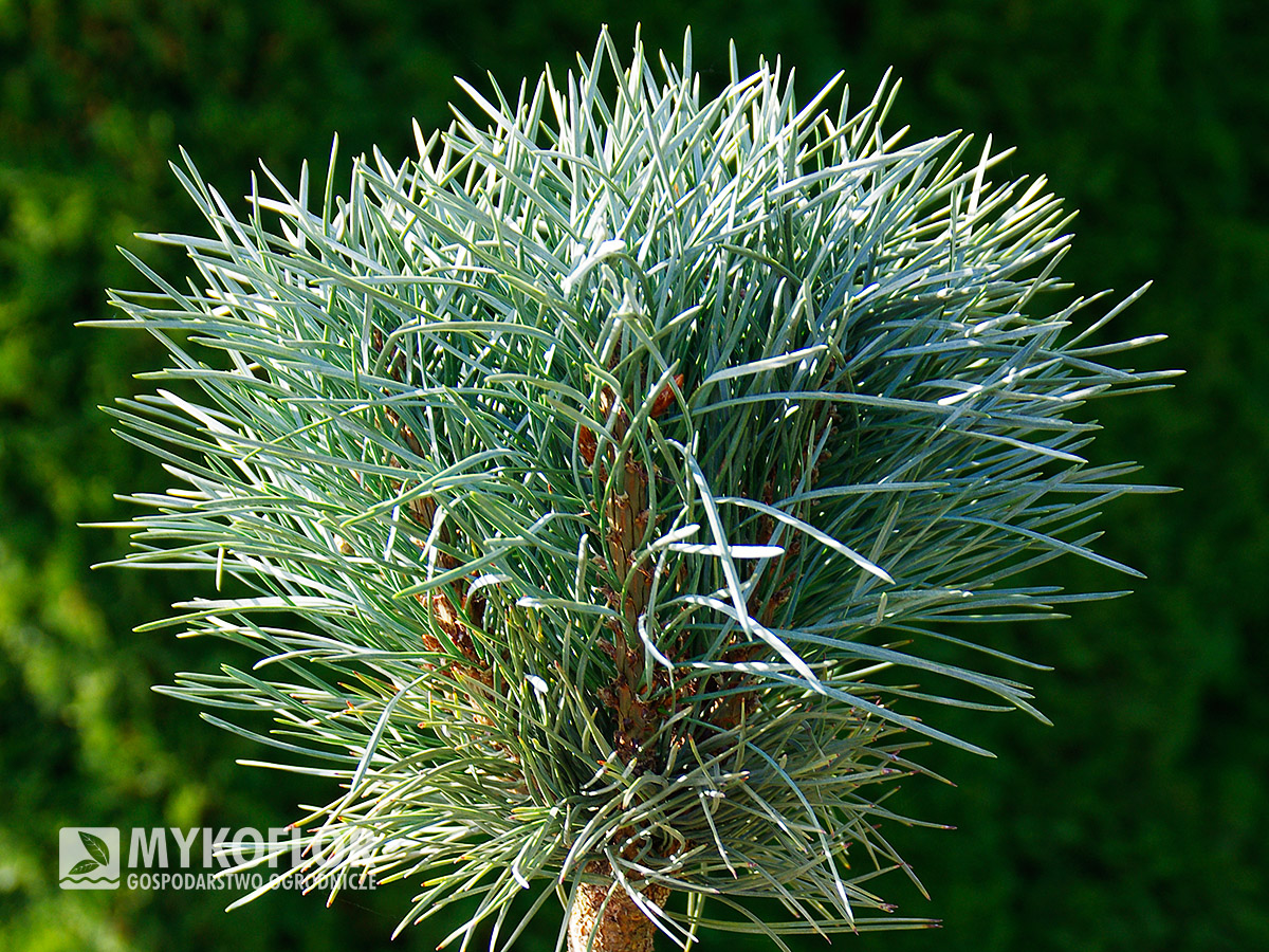 Pinus sylvestris Chantry Blue