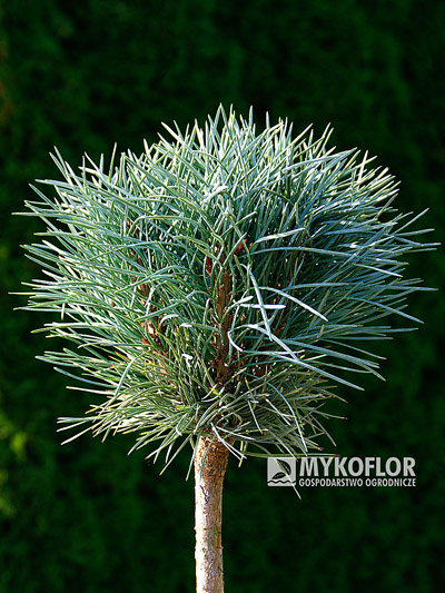 W naszej Szkółce dostępna jest również w sprzedaży Pinus sylvestris Chantry Blue szczepiona na pniu