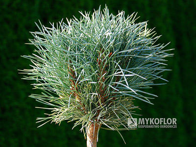 Pinus sylvestris Chantry Blue