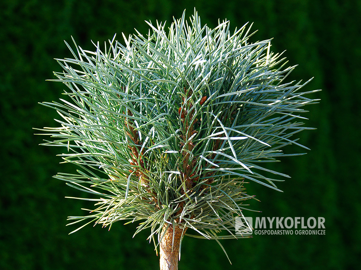 Pinus sylvestris Chantry Blue