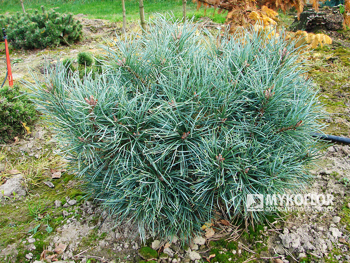 W naszej Szkółce dostępna jest również w sprzedaży Pinus sylvestris Chantry Blue nisko szczepiona