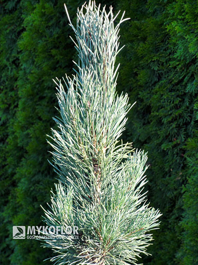 Pinus sylvestris Fastigiata w P3