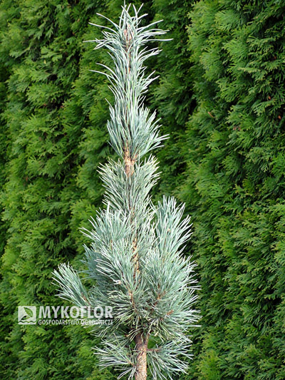 Pinus sylvestris Fastigiata w P7,5
