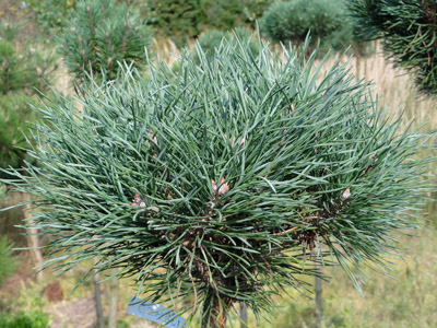 Pinus sylvestris Marysia