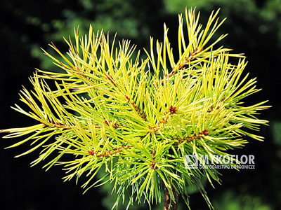Pinus sylvestris Trollguld