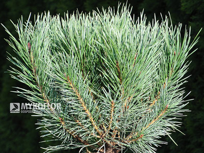 Pinus sylvestris Watereri - Pa nisko