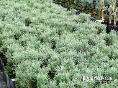 Pinus sylvestris Watereri - Pa nisko