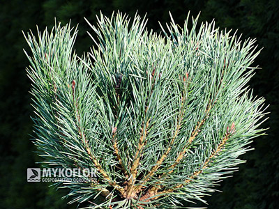 Pinus sylvestris Watereri