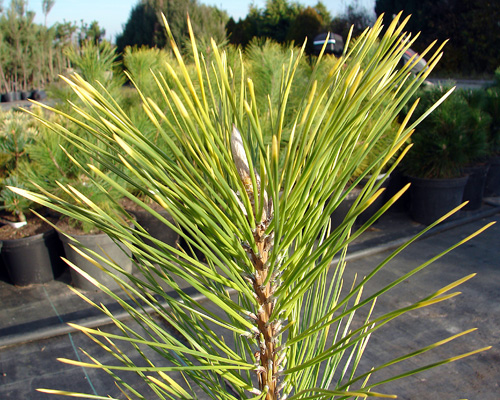 Pinus thunbergiii Ogon