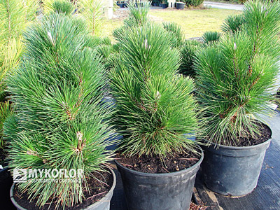 Pinus thunbergii Thunderhead