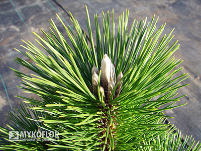 Pinus thunbergii Thunderhead