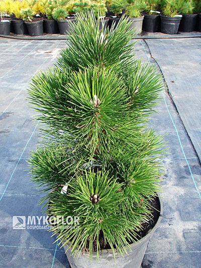 Pinus thunbergii Thunderhead