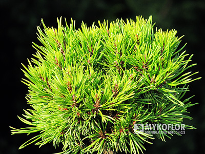 Pinus virginiana ID's Broom
