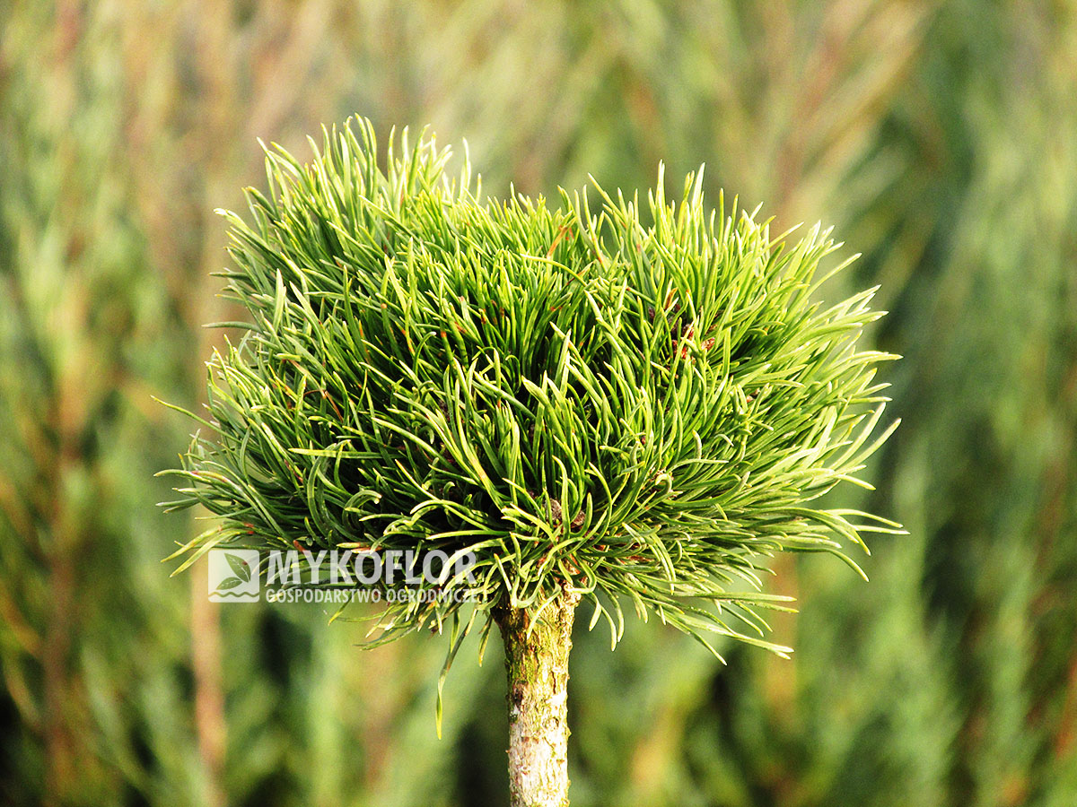 Pinus x densithunbergii Edsal Wood – roślina w młodym wieku, zaszczepiona na niewysokim pieńku