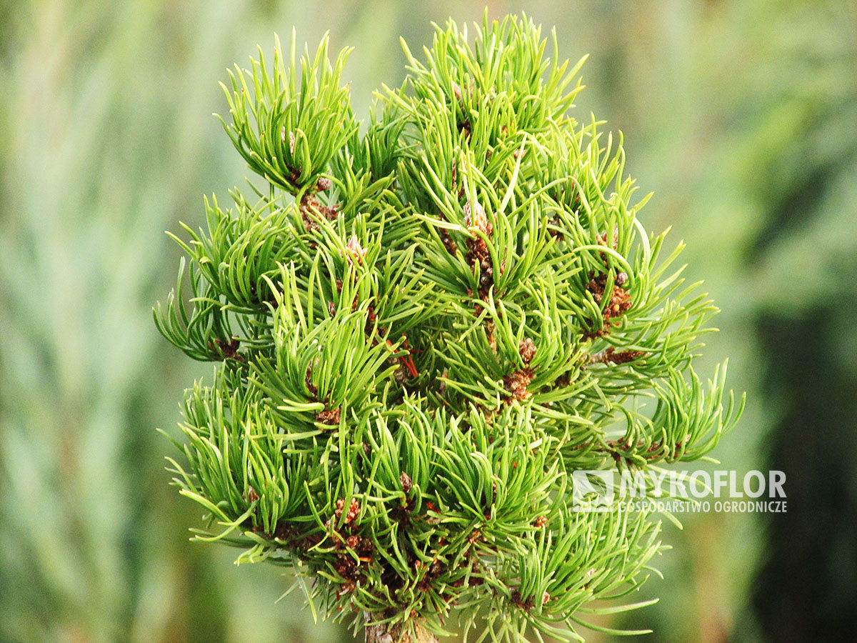 Pinus x densithunbergii Edsal Wood – starsza roślina