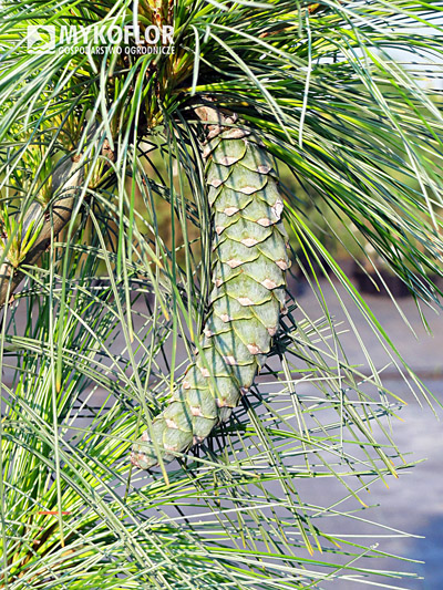 Pinus x schwerinii Wiethorst