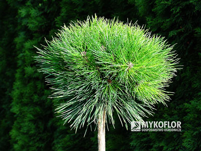 Pinus xnigra Bayo