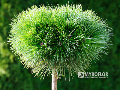 Pinus xnigra Bayo