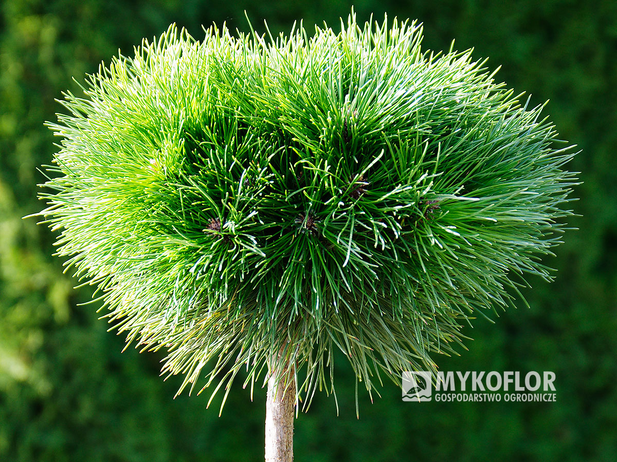 Pinus xnigra Bayo
