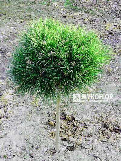 Sosna czarna Bayo zaszczepiona na pniu o wysokości 40 cm