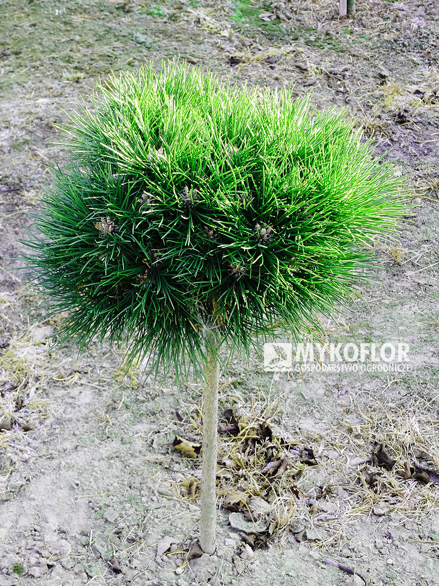 Sosna czarna Bayo zaszczepiona na pniu o wysokości 40 cm