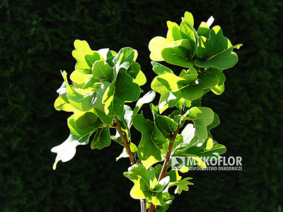 Quercus robur Facrist – liście