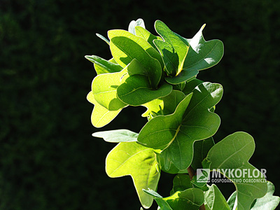 Quercus robur Facrist – liście