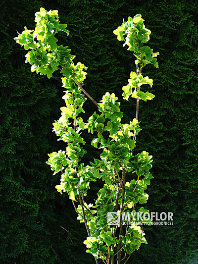 Quercus robur Facrist – pionowe pędy