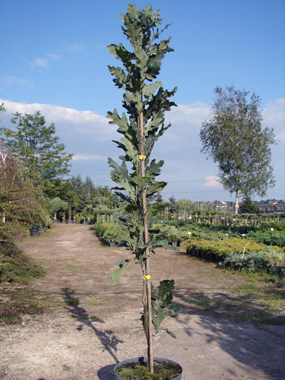 Quercus robur Fastigiata